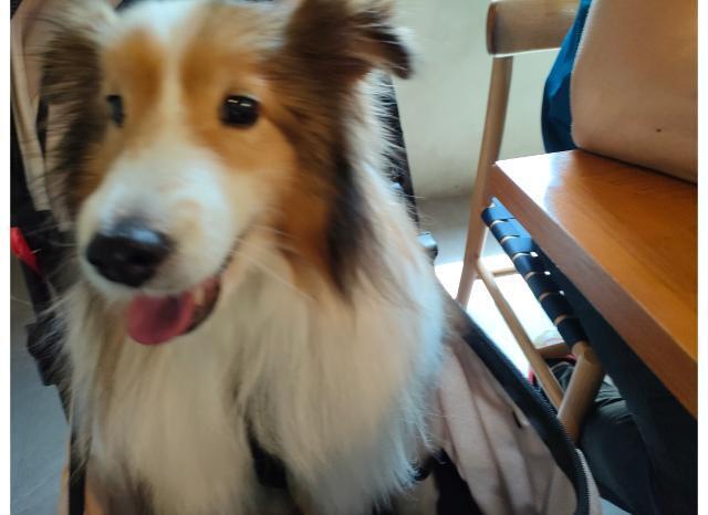 カフェで上機嫌の犬