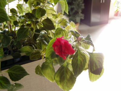 f:id:midori-t:20081219003313j:image f:id:midori-t:20081219003313j:image