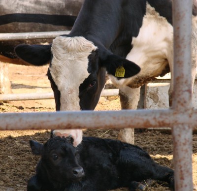 f:id:midori-t:20090101082824j:image f:id:midori-t:20090101082824j:image