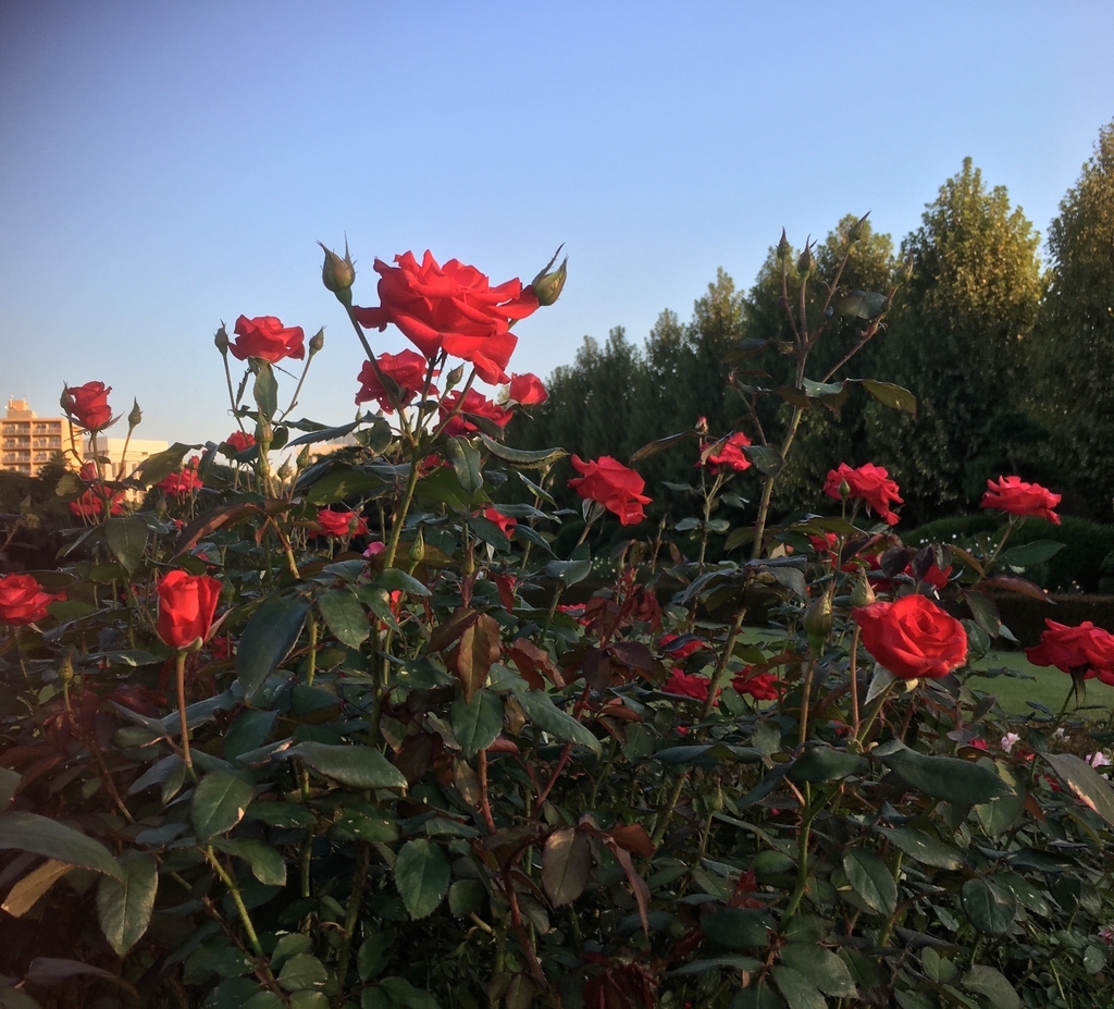 f:id:midori000:20190206075935j:plain f:id:midori000:20190206075935j:plain