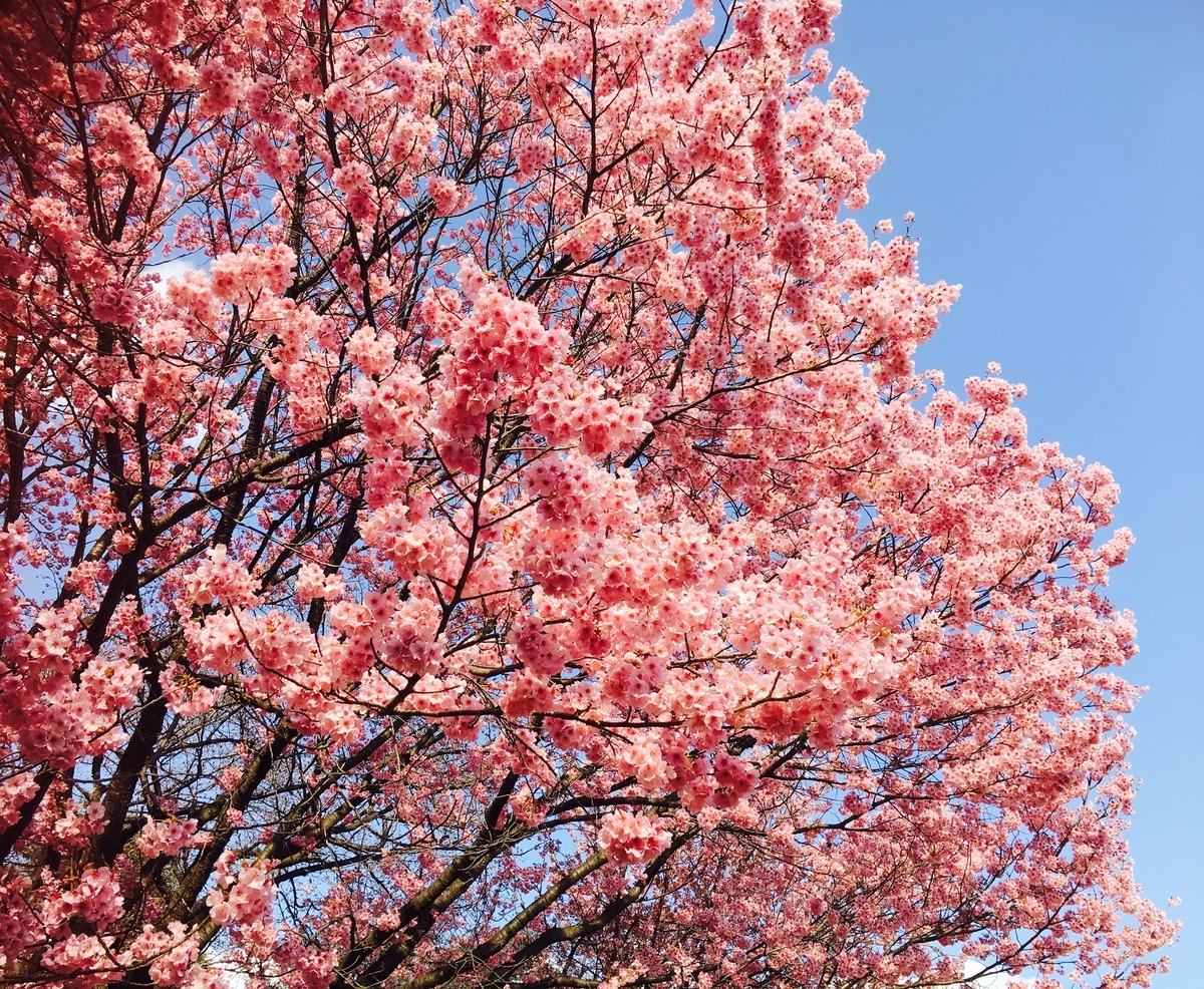 f:id:midori000:20190323194539j:plain f:id:midori000:20190323194539j:plain