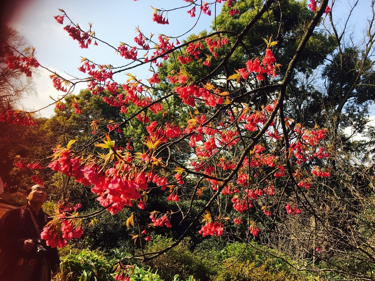 f:id:midori000:20190323194549j:plain f:id:midori000:20190323194549j:plain