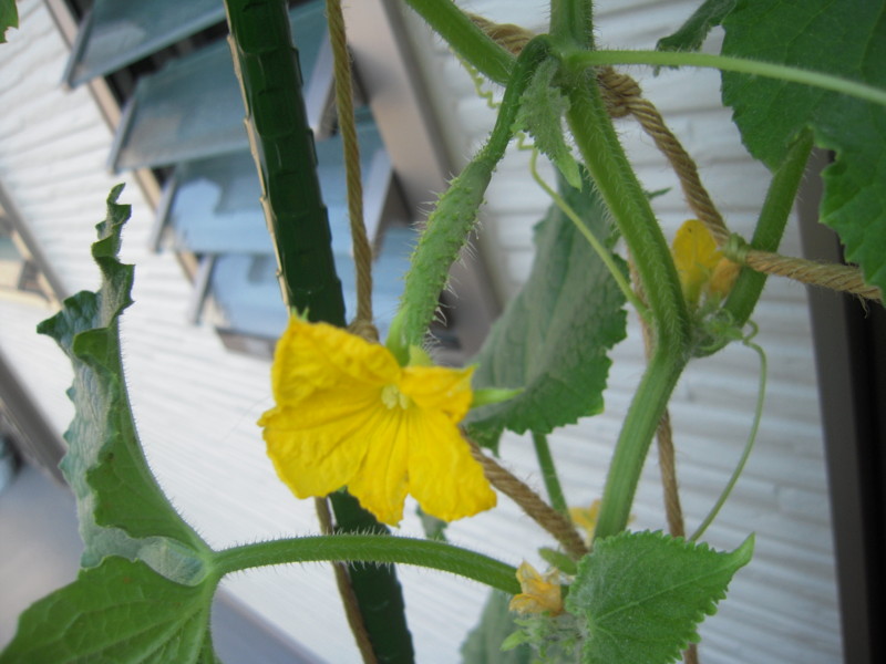 f:id:midori04:20110818081958j:image