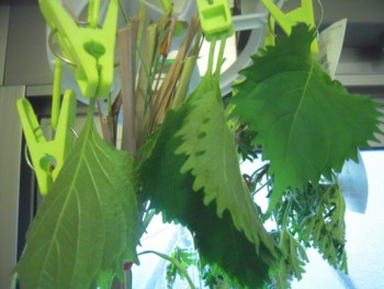 f:id:midori04:20111107080038j:image:w400