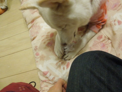 f:id:midori04:20121223204432j:image