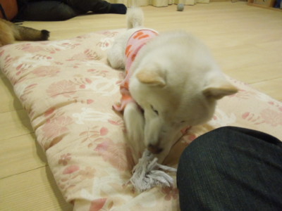 f:id:midori04:20121223204445j:image