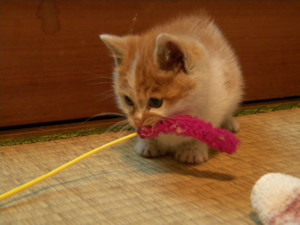f:id:midori0523:20091203215650j:image