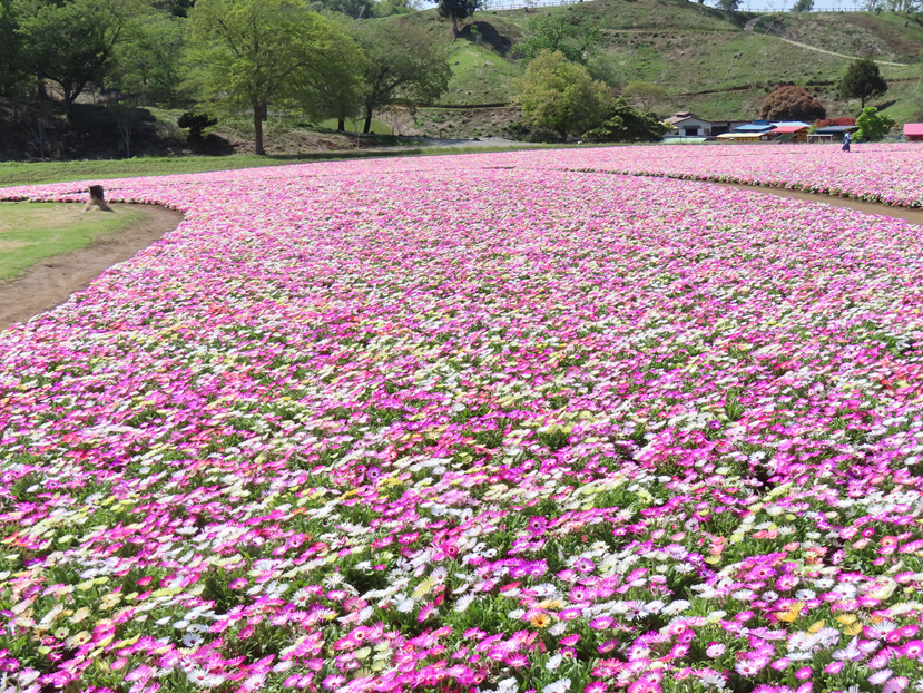 東京ドイツ村の花たち - MIUMIUのいきあたりばったり