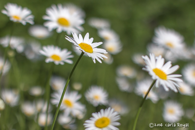 f:id:midori32:20150613193837j:plain f:id:midori32:20150613193837j:plain