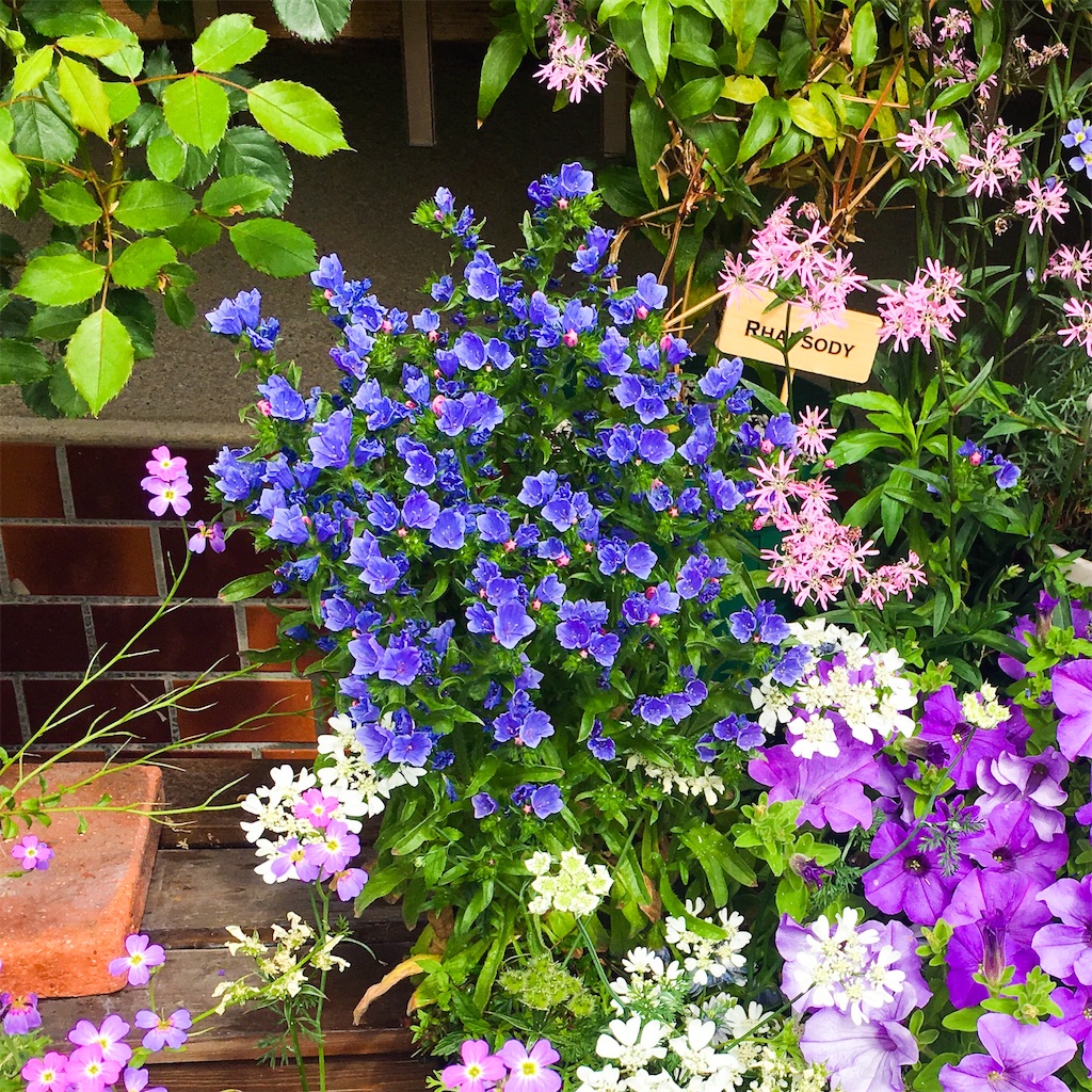 エキウムのポット上げ 京都みどりクラブ月報