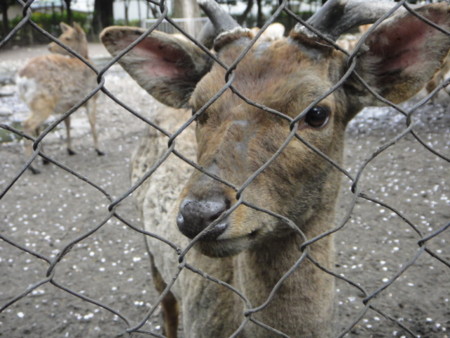 f:id:midoridou:20120417141322j:image