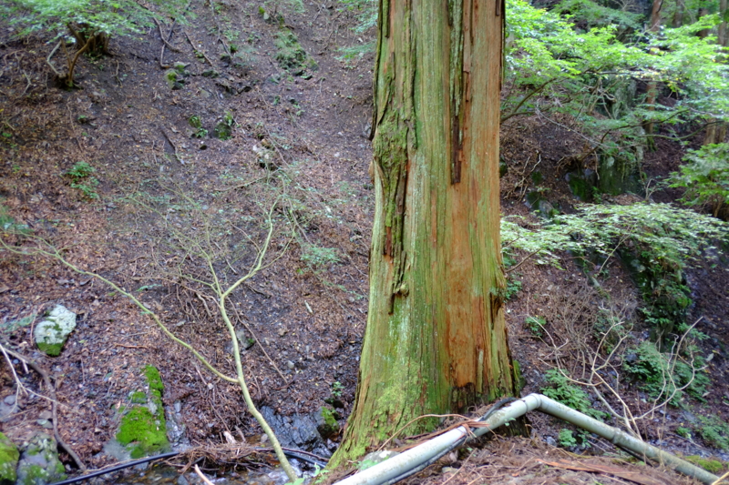 f:id:midorigameko:20140921092643j:image f:id:midorigameko:20140921092643j:image