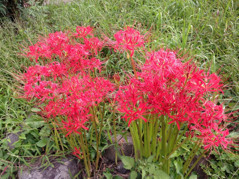 f:id:midorigameko:20150920080819j:image f:id:midorigameko:20150920080819j:image