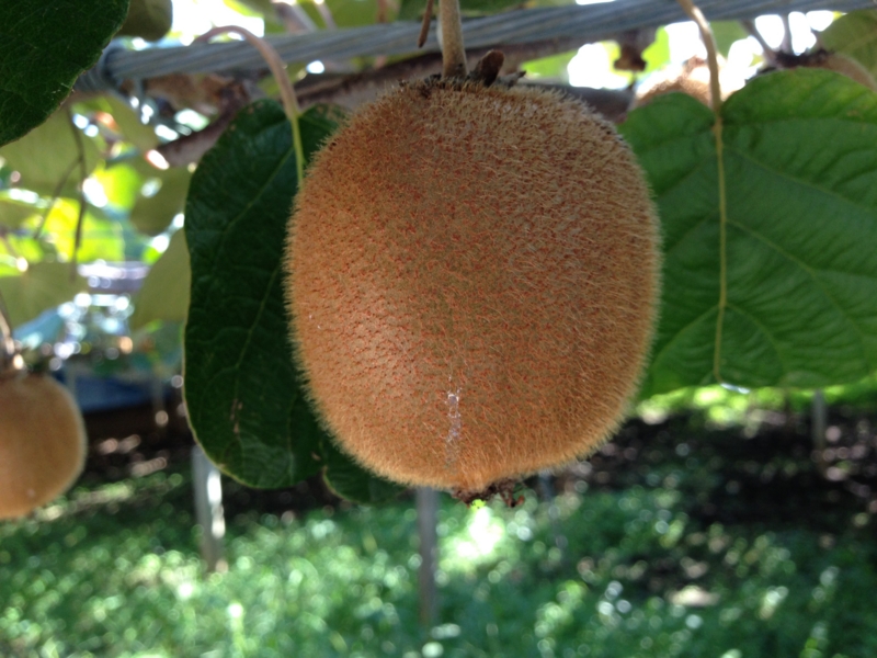 f:id:midorigameko:20150920084958j:image f:id:midorigameko:20150920084958j:image