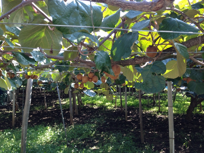 f:id:midorigameko:20150920085005j:image f:id:midorigameko:20150920085005j:image