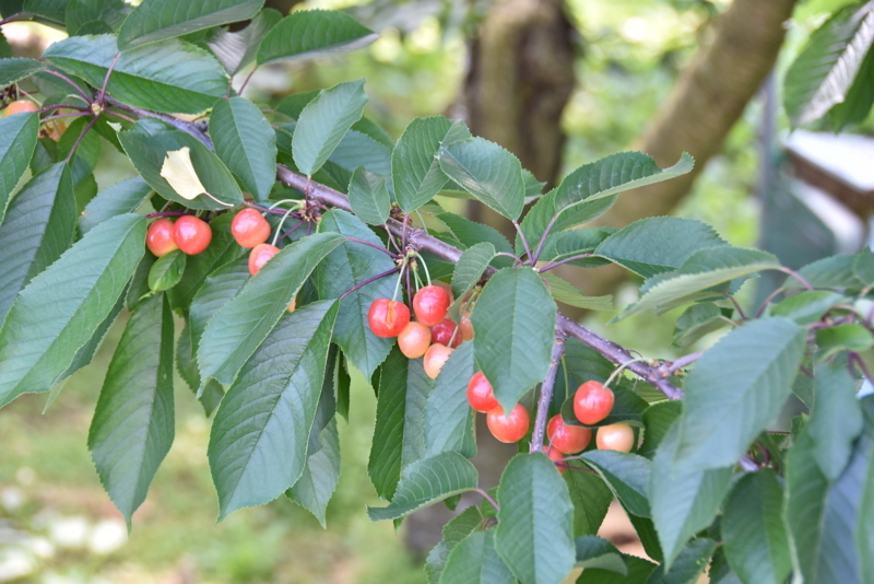 f:id:midorigameko:20180608143010j:image