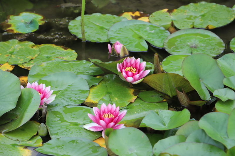 f:id:midorigameko:20190612092339j:plain