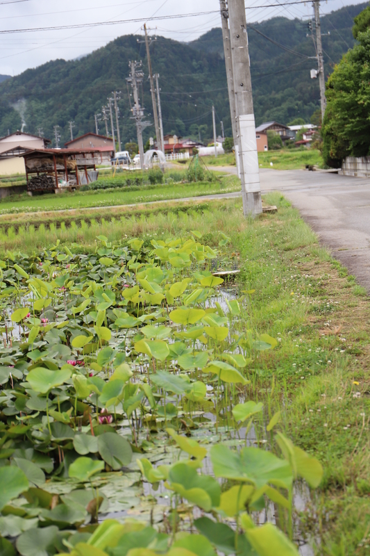 f:id:midorigameko:20190612092340j:plain