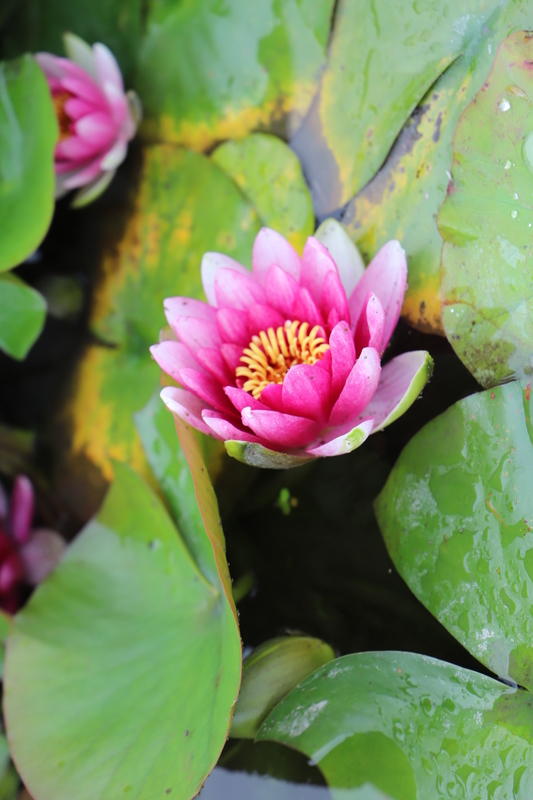 f:id:midorigameko:20190612092341j:plain