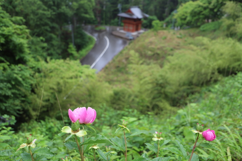 f:id:midorigameko:20190612092356j:plain