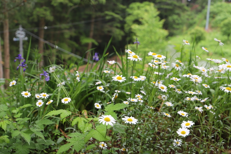 f:id:midorigameko:20190612092359j:plain