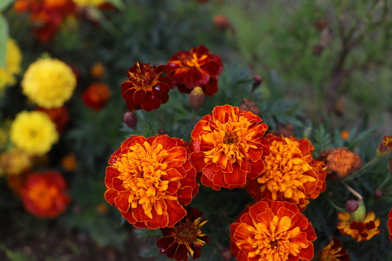 f:id:midorigameko:20191022075724j:plain f:id:midorigameko:20191022075724j:plain