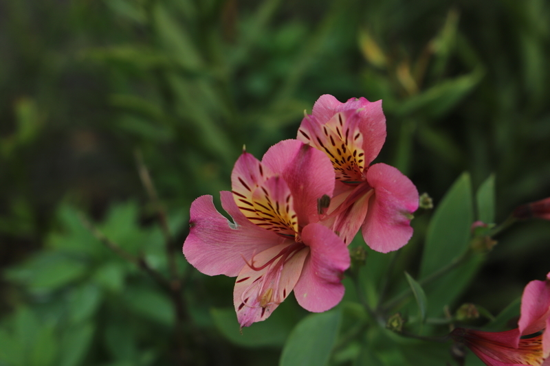 f:id:midorigameko:20191022075731j:plain f:id:midorigameko:20191022075731j:plain
