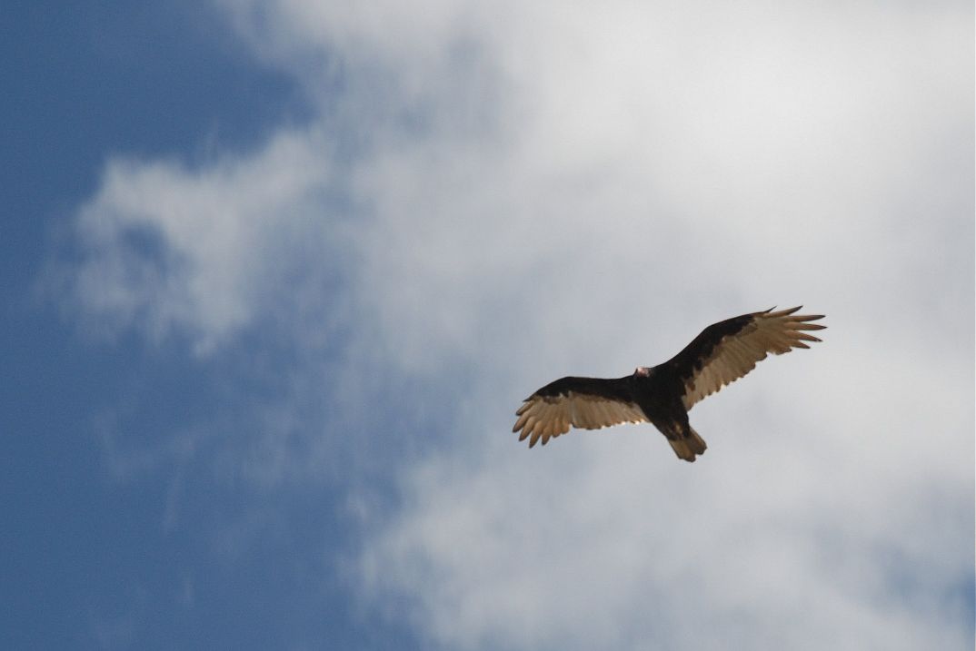 f:id:midoriiruka:20200708081413j:plain f:id:midoriiruka:20200708081413j:plain