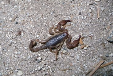 f:id:midoriiruka:20201113013454j:plain f:id:midoriiruka:20201113013454j:plain