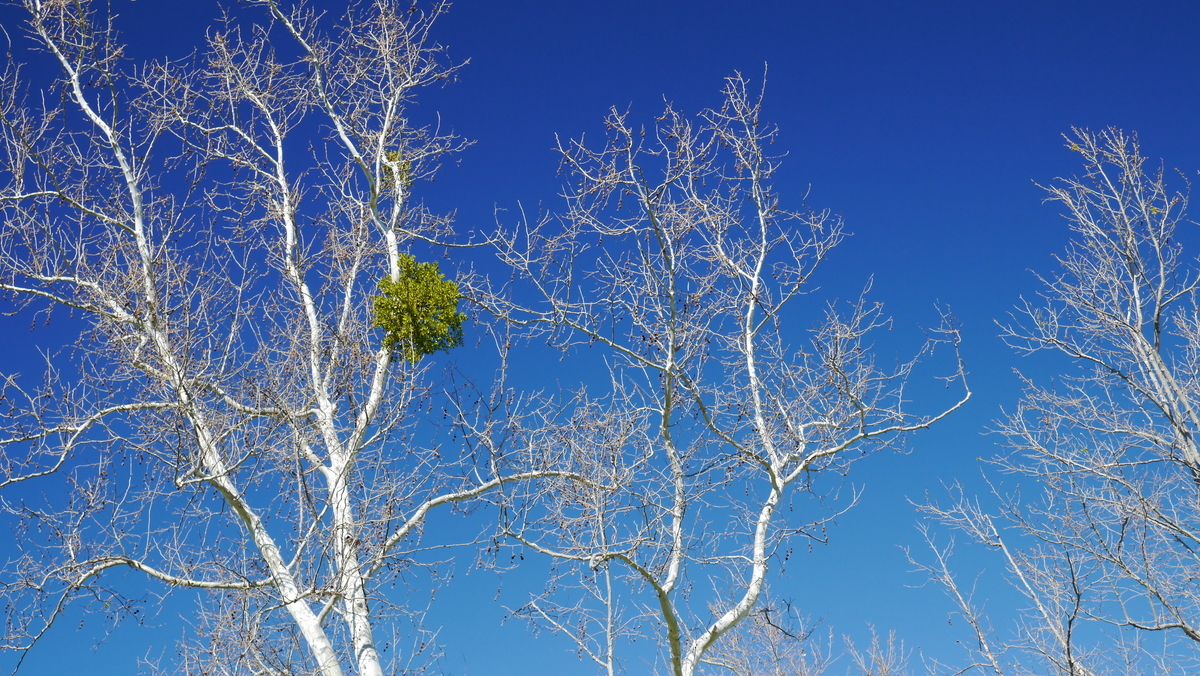 8ヤドリギ 寄生植物 8ヤドリギ 寄生植物
