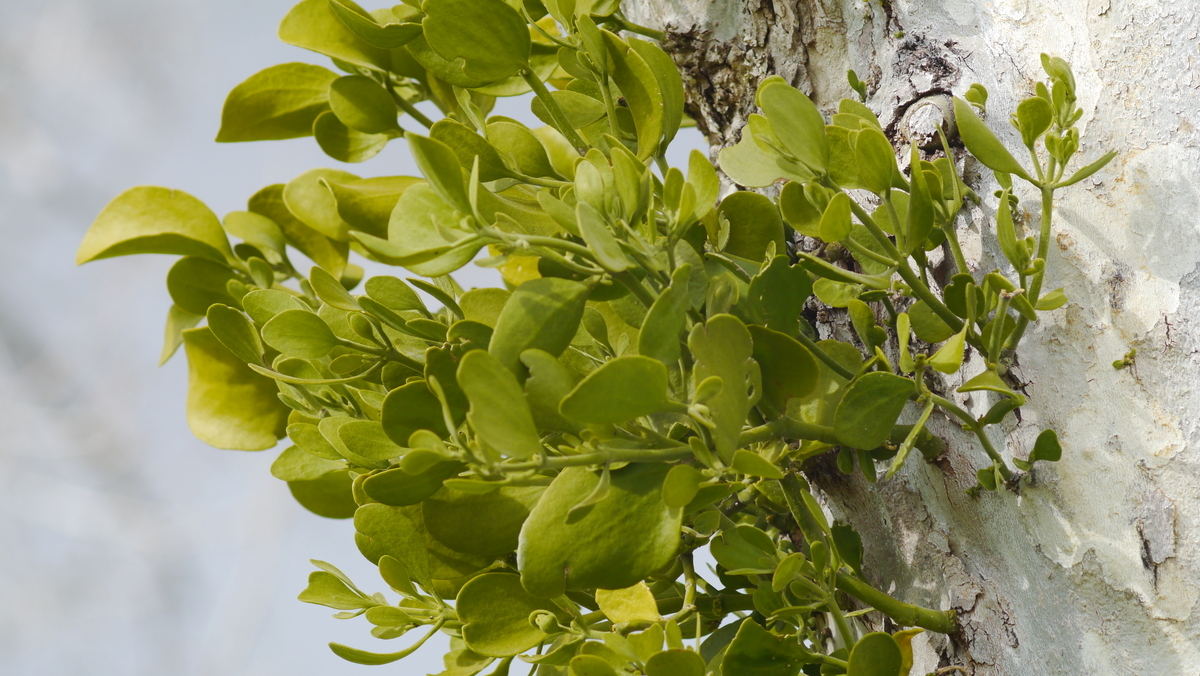 半寄生植物 - アウトドアジジ