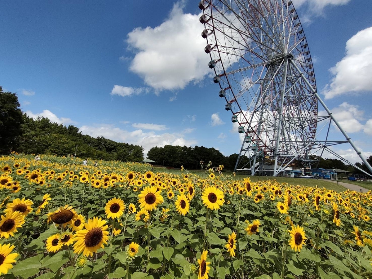 インパしないDオタの充実した1日🌟葛西臨海公園🐟/ピアリ/池袋