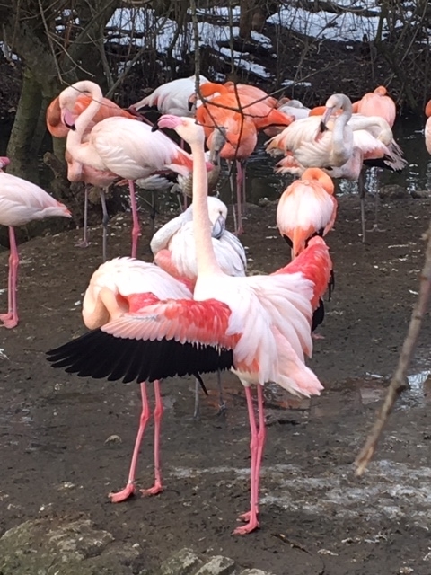 f:id:midorikko:20190222012354j:plain