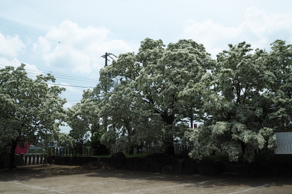 f:id:midorineko_cutter_mat:20190608224508j:plain