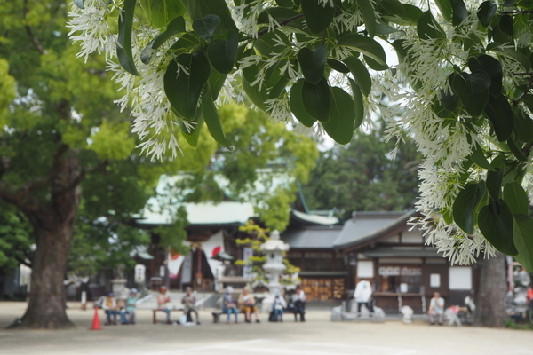 f:id:midorineko_cutter_mat:20190608224637j:plain