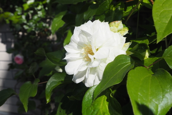f:id:midorineko_cutter_mat:20190608233307j:plain