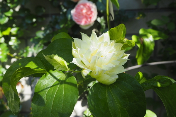 f:id:midorineko_cutter_mat:20190608233325j:plain