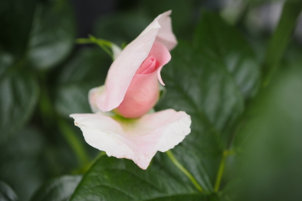f:id:midorineko_cutter_mat:20190608233458j:plain