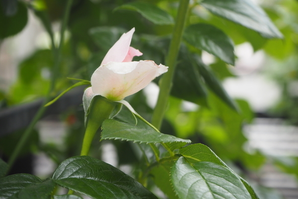 f:id:midorineko_cutter_mat:20190608233521j:plain