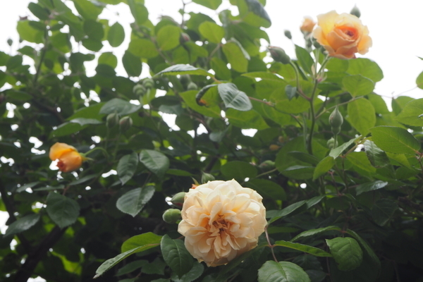 f:id:midorineko_cutter_mat:20190608233543j:plain