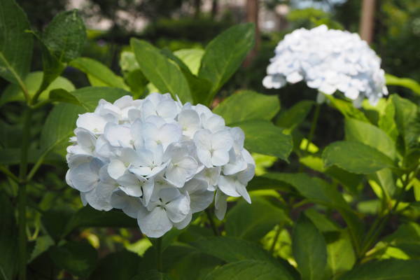 f:id:midorineko_cutter_mat:20190626154856j:plain