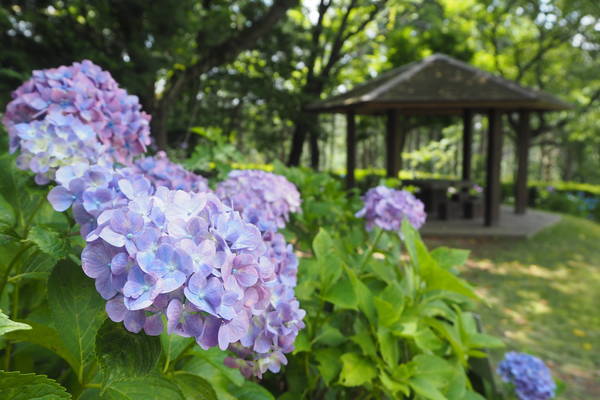 f:id:midorineko_cutter_mat:20190626154913j:plain