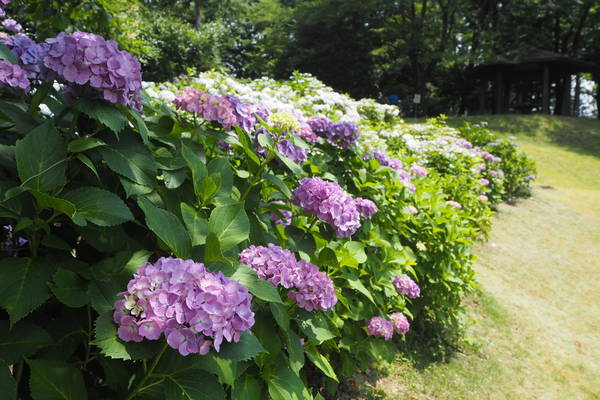 f:id:midorineko_cutter_mat:20190626155011j:plain