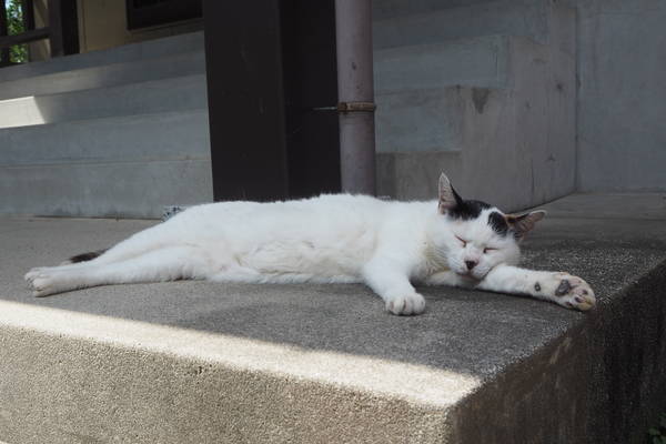 f:id:midorineko_cutter_mat:20190707215740j:plain
