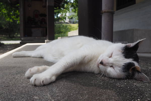 f:id:midorineko_cutter_mat:20190707215850j:plain