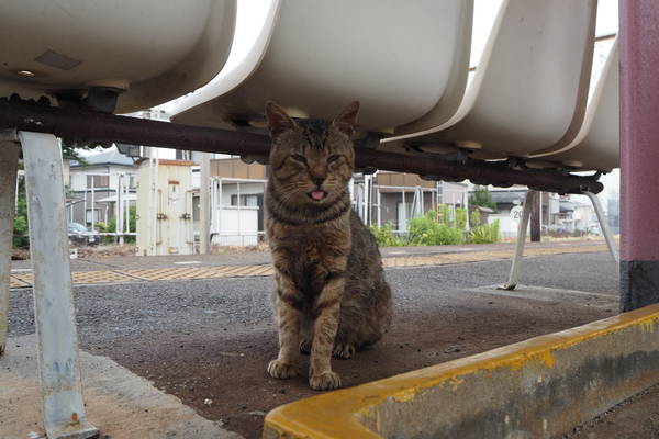 f:id:midorineko_cutter_mat:20190821103914j:plain f:id:midorineko_cutter_mat:20190821103914j:plain