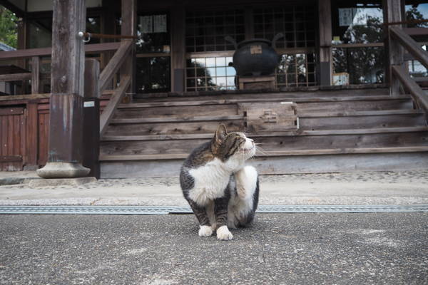 f:id:midorineko_cutter_mat:20191014094759j:plain