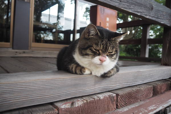 f:id:midorineko_cutter_mat:20191014094911j:plain
