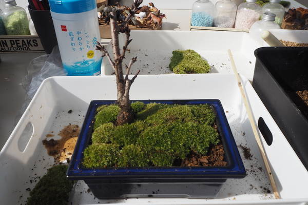 f:id:midorineko_cutter_mat:20191103215050j:plain