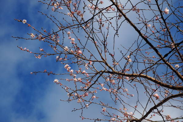 f:id:midorineko_cutter_mat:20200101211056j:plain